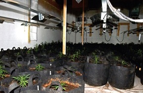 Polizei Mettmann: POL-ME: Illegale Cannabisplantage entdeckt: Polizei stellt rund 700 Pflanzen sicher - Mettmann - 2102020