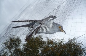 Komitee gegen den Vogelmord e. V.: Am Montag beginnt in Südeuropa die Jagd auf Zugvögel / Millionen Singvögeln droht Ende im Kochtopf (FOTO)