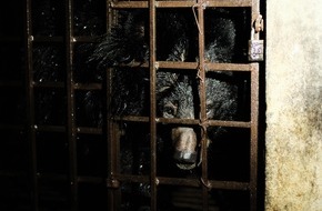 VIER PFOTEN - Stiftung für Tierschutz: Après 17 ans passés dans une cave, deux ours sont sauvés par QUATRE PATTES