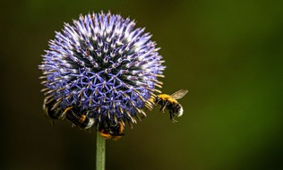 news aktuell (Schweiz) AG: BLOGPOST Weltbienentag: Wie ein Schweizer Unternehmen Wildbienen hilft
