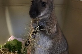 Kreispolizeibehörde Wesel: POL-WES: Sonsbeck / Xanten / Alpen - "Skippy" hat ein Zuhause!


"Skippy" hat ein Zuhause!



"Skippy" hat ein Zuhause!