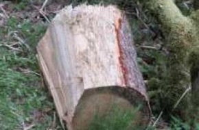 Bundespolizeidirektion Sankt Augustin: BPOL NRW: Unbekannte legen Baumstumpf auf die Gleise, Bundespolizei leitet Ermittlungen sein