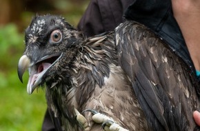 Natur- und Tierpark Goldau: Goldauer Bartgeier-Jungtier bleibt im Tierpark