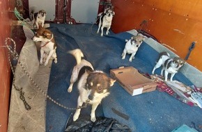 Bundespolizeiinspektion Ludwigsdorf: BPOLI LUD: Bundespolizei stoppt Transporter mit elf Hunden an der Grenze