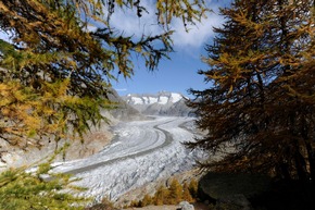 Story-Idee: Verwertbarer Wald - Ein Streifzug durch Bergwälder am Aletschgletscher - Rezepte inklusive!