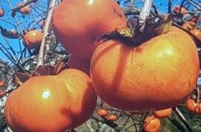 Polizeipräsidium Freiburg: POL-FR: Müllheim - L 125 - Exotischer Obstbaum geplündert - Zeugen gesucht!!!
