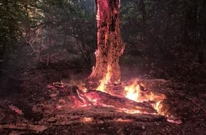 Feuerwehr Gevelsberg: FW-EN: Ölspur und Waldbrand