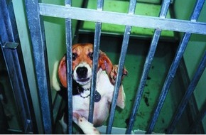 Deutscher Tierschutzbund e.V.: PM - Import von 270 Beagle-Hunden aus den USA - Tierschutzbund verurteilt Tierversuche