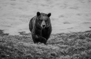 VIER PFOTEN - Stiftung für Tierschutz: Arosa Terre des Ours pleure la disparition de l’ourse Jambolina