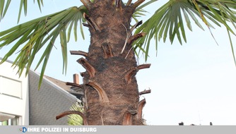 Polizei Duisburg: POL-DU: Großenbaum: Palmen angezündet - Zeugen gesucht