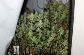 ZOLL-F: Mutmaßliche Darknetdealer-Gruppierung zerschlagen / Zoll und Polizei heben Drogenlager und Cannabisplantage aus / vier Haftbefehle vollstreckt / Server gesichert