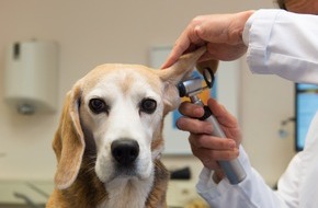 Bundesverband für Tiergesundheit e.V.: Ohrenzwang beim Hund - Ohrentzündungen früh erkennen und gezielt behandeln