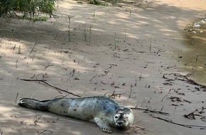 Polizeidirektion Ratzeburg: POL-RZ: Ungewöhnlicher Besucher an der Geesthachter Fischtreppe