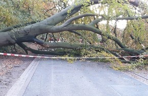 Polizeiinspektion Stade: POL-STD: 20 Meter hoher Baum stürzt in Nottensdorf auf geparktes Auto - zum Glück niemand verletzt