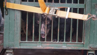 VIER PFOTEN - Stiftung für Tierschutz: 20 ans de souffrance: QUATRE PATTES sauve d'anciens ours à bile au Vietnam