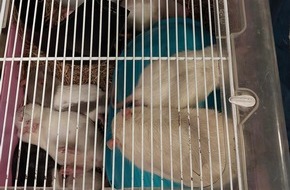 Bundespolizeidirektion Sankt Augustin: BPOL NRW: Mit 15 Ratten gestapelt im Käfig durch Europa - Bundespolizei rettet Tiere in Essen