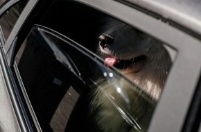 Schweizer Tierschutz STS: Medienmitteilung: Hitzetod - so befreien Sie Hunde aus parkierten Autos ohne rechtliche Folgen