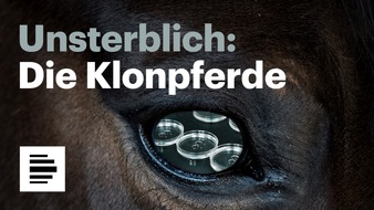 Deutschlandradio: Doku-Serie &uuml;ber das unheimliche Millionengesch&auml;ft mit geklonten Polopferden