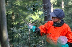 Bergwaldprojekt e.V.: Arbeiten für Artenschutz und Artenvielfalt: Bergwaldprojekt-Freiwillige aktiv im Freiburger Stadtwald