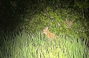 Kreispolizeibeh&ouml;rde Borken: POL-BOR: Ahaus-Ottenstein - Wallaby eingefangen