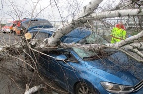 Polizei Rhein-Erft-Kreis: POL-REK: 200225-1: Entwurzelter Baum stürzte auf fahrendes Auto - Hürth