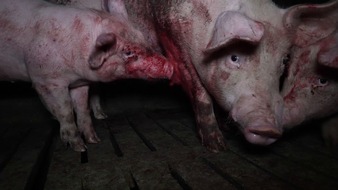 Albert Schweitzer Stiftung für unsere Mitwelt: Lidls Schweine-Horror: Kannibalismus, Leid und Verwesung bei spanischem Lidl-Lieferanten