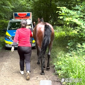 FW Rheurdt: Pferderettung mit Happy End: Feuerwehr befreit &quot;Showtime&quot; aus Wasser