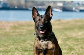 Polizei K&ouml;ln: POL-K: 260407-1-K Diensthund "Ciri" sp&uuml;rt fl&uuml;chtigen Rollerdieb im Geb&uuml;sch auf - Festnahme