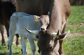 VIER PFOTEN - Stiftung für Tierschutz: Milch, Käse, Butter und Co. ohne Trennung von Mutter und Kalb
