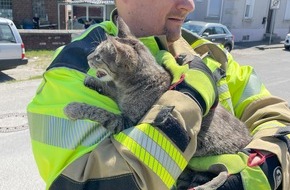 Freiwillige Feuerwehr Lage: FW Lage: TH0/Tier klein: Katze klemmt im gekippten Fenster - 10.05.2025 - 11:27 Uhr
