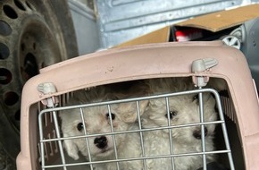 Hauptzollamt Augsburg: HZA-A: Augsburger Zöllner entdecken Hundewelpen