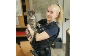 Bundespolizeiinspektion Flensburg: BPOL-FL: NMS - Zwei Einsätze der "anderen Art" für die Bundespolizei; Katze und LKW vermisst