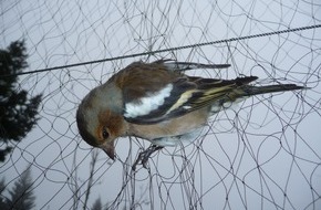 Komitee gegen den Vogelmord e. V.: Italien verbietet den Vogelfang / Die letzten 92 Fanganlagen müssen heute geschlossen werden (FOTO)