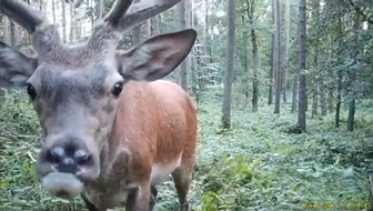 Landesjagdverband Schleswig-Holstein e.V.: Der Rothirsch braucht Hilfe