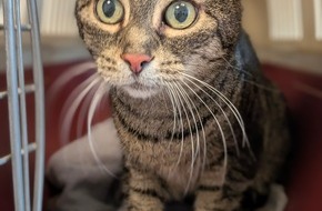 Polizeipr&auml;sidium Freiburg: POL-FR: St. Blasien: Ausgesetzte Katze aufgefunden- Zeugensuche