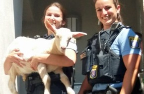 Polizeipräsidium Nordhessen - Kassel: POL-KS: Tierischer Einsatz in Wolfsanger: Polizisten fangen ausgebüxte Ziegen ein