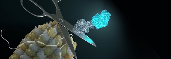 Helmholtz Zentrum München: Neue Designer-Proteine machen Isoforme nichtinvasiv sichtbar