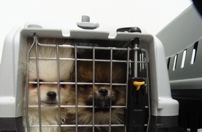 Hauptzollamt Nürnberg: HZA-N: Geschmuggelte Hundewelpen auf Reisen