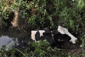 FW-KLE: Aufwendige Tierrettung: Kuh aus Graben gerettet