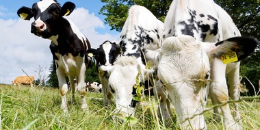 Universität Hohenheim: Bio-Milchviehhaltung: Lösungen für das Kälberproblem