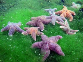 ++ Tag der biologischen Vielfalt: Wildnis in Deutschland erleben BUND – Wildnis wichtig für biologische Vielfalt | BUND-Themenpaket Wildnis ++