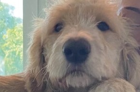 Polizei Rheinisch-Bergischer Kreis: POL-RBK: Bergisch Gladbach - Besitzer eines herrenlosen Hundes gesucht