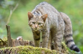 Bund f&uuml;r Umwelt und Naturschutz Deutschland e.V. (BUND): ++ Weltkatzentag: So sch&uuml;tzen Katzenhaltende Wildkatzen | BUND und Tierschutzbund fordern eine bundesweite Kastrationspflicht f&uuml;r Freig&auml;ngerkatzen ++