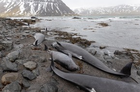 Whale & Dolphin Conservation gGmbH: Gestrandete Wale nach Erdbeben in Kamtschatka, Fake News oder wahr? Seebeben können zu Wal-Strandungen führen!
