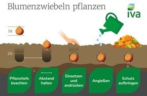 Industrieverband Agrar e.V. (IVA): Blumenzwiebeln richtig pflanzen: Jetzt die Blütenpracht von morgen vorbereiten