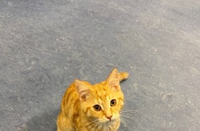 Polizeipräsidium Mannheim: POL-MA: Schwetzingen / Rhein-Neckar-Kreis: Fundkatze zugelaufen - Besitzer gesucht!