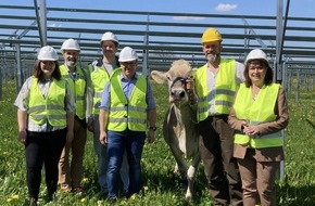 Nestlé Deutschland AG: Solarstrom für die Produktion, Schatten für die Kühe: Nestlé baut Agri-Photovoltaik-Anlage am Werksstandort Biessenhofen