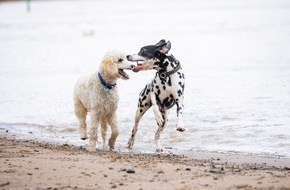 DEVK Versicherungen: Risikogerechter Schutz für jeden Hund