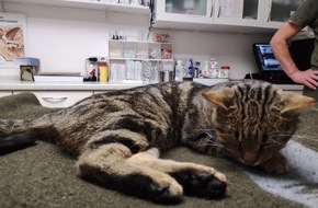 Landespolizeiinspektion Suhl: LPI-SHL: Katze verdankt ihr Leben einem tierlieben Autofahrer