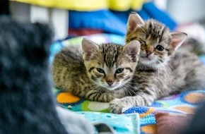 ZDF: "Killer oder Kuscheltier?" Katzen im Fokus von "planet e." im ZDF (FOTO)